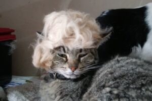 Las Mascotas de Fede