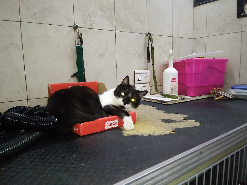 Las Mascotas de Fede