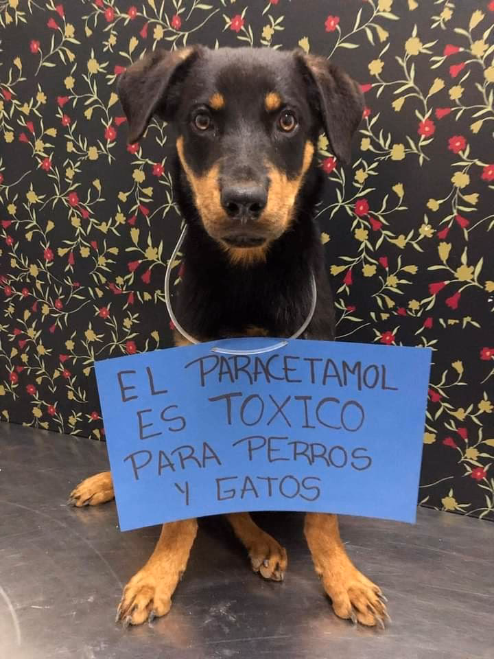 LasQuina Mascotas Hogar Y Jardín