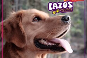Lazos Alimento para perros