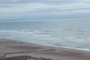 Lebron tienda de mascotas