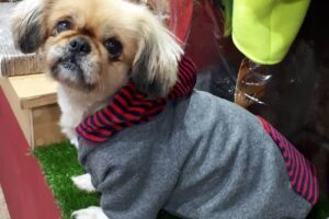 Lo de Moretti Pet Shop