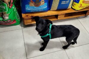 Lolos Co Tienda para Mascotas