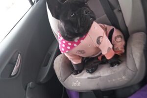 Look Canino Estetica Canina