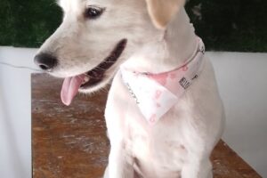 LookPet Peluquería para Perros y Gatos
