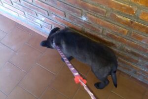 Los Cardales Veterinaria