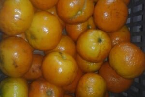 Los Morales Verduleria