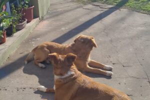 Los Vecis pets shops