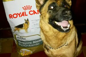 Mp Alimentos Balanceados