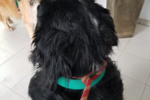 Mac Medicina Animal Córdoba