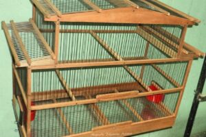 Mapache Pajarería Acuario