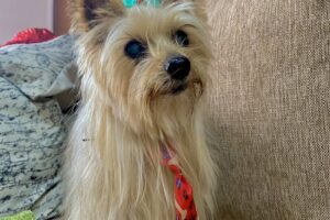 Maral Peluquería Canina