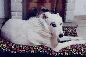 Marbe alimentos balanceados