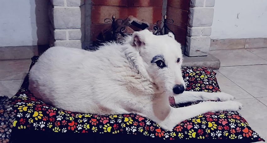 Marbe alimentos balanceados