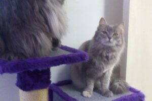 Mascolandia Pet Market