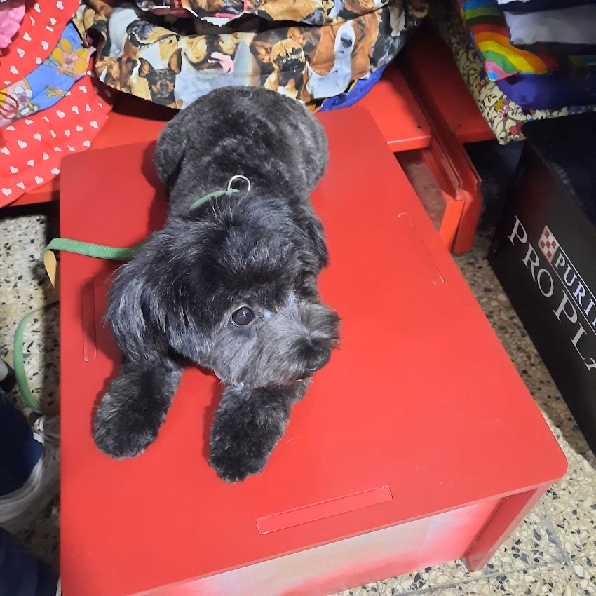 Mascota Feliz