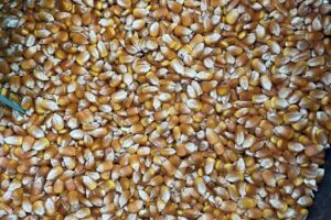 Mascoteando Pet Shop