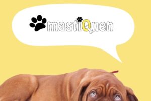 Mastiquen Balanceados