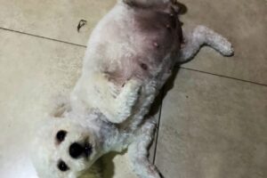 Matildos Pet Shop Estetica Canina