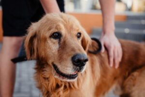 Menu Mascota Banda Norte