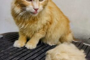 Milán Mascotas Pet shop peluquería canina