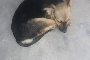 Molienda Ale Distribuidora