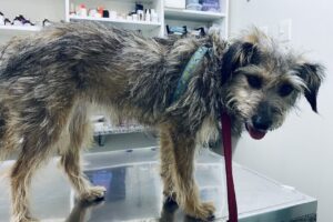 Montes de Oca Vet Center