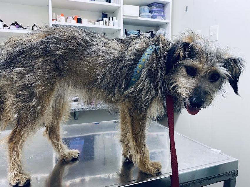 Montes de Oca Vet Center