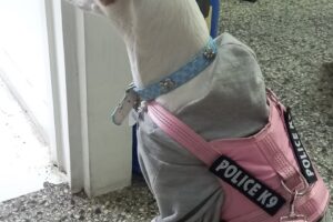 Multimascota Balvanera