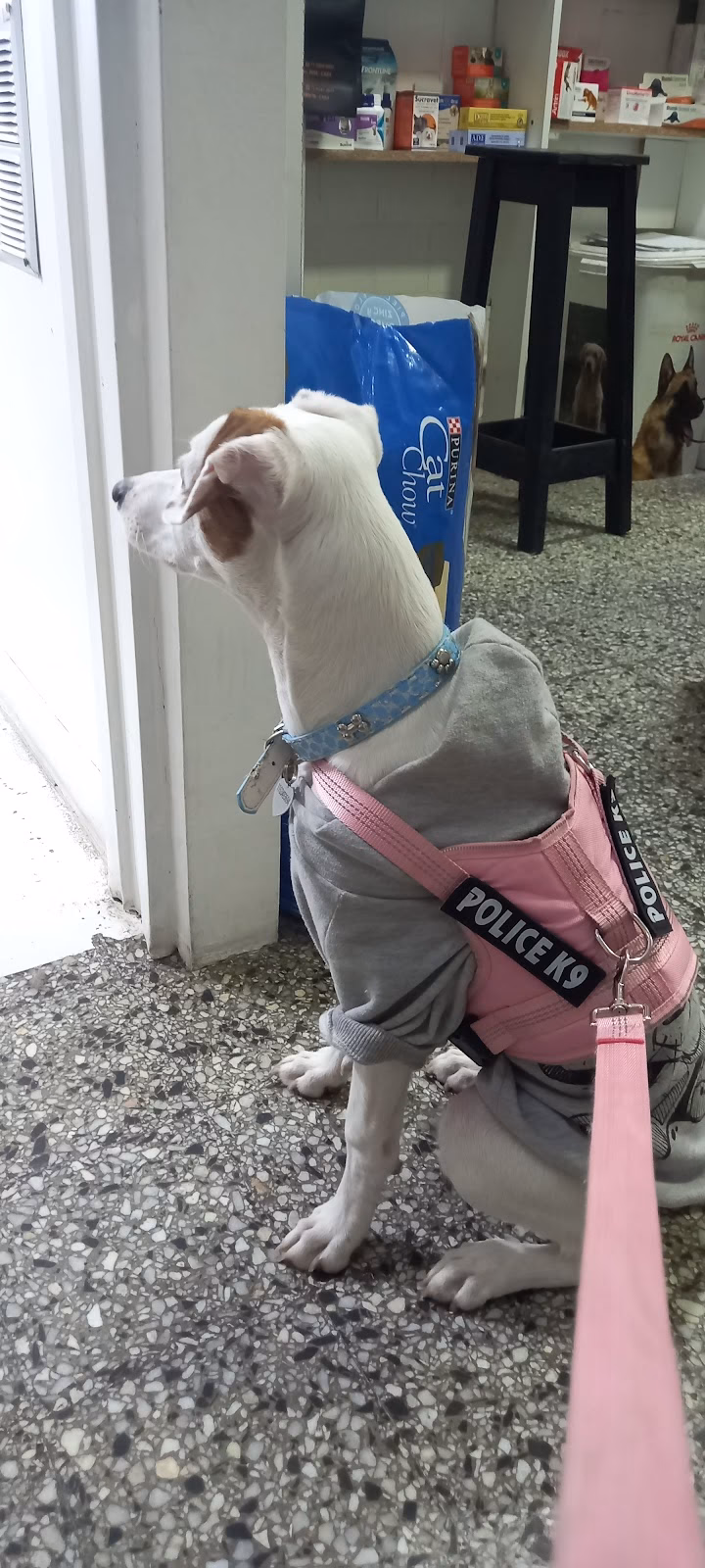 Multimascota Balvanera
