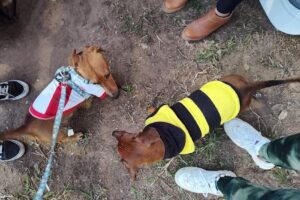 Mundo Animal Forrajeria y Pet Shop