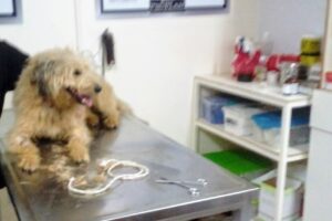 Mundo Can Clínica Veterinaria