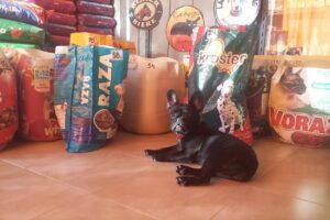 Mundo Mascota Pet Shop