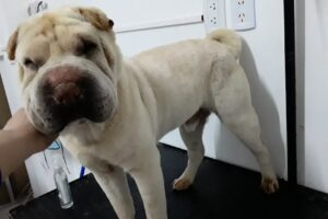 Natali Pelitos Peluqueria canina Y pets shop