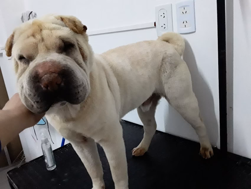 Natali Pelitos Peluqueria canina Y pets shop