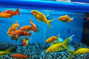 NeoZoo Acceso Norte Tadicor Las Heras