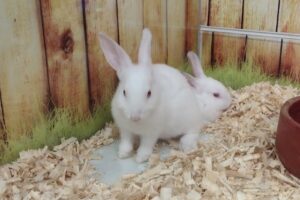 Neozoo Libertad Posadas