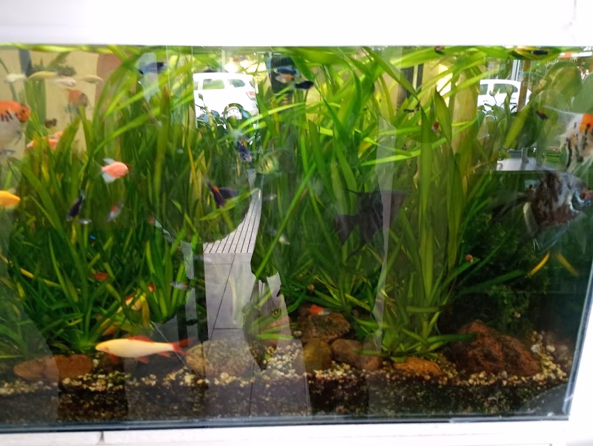 Neozoo Tienda de Mascotas