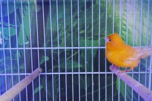 Neozoo tienda de mascotas