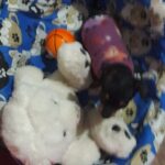 Neozoo Tiendas de Mascotas