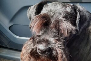 Noa Clinica Veterinaria Acuario y Peluquería Canina