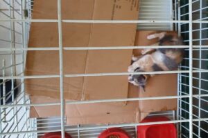 Nuevo Coral Acuario Pet Shop