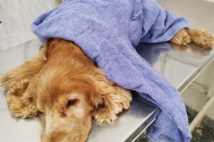 Nutrivet VeterinariaDistribuidora de Alimentos