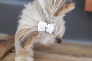 Oh My Pets Argentina