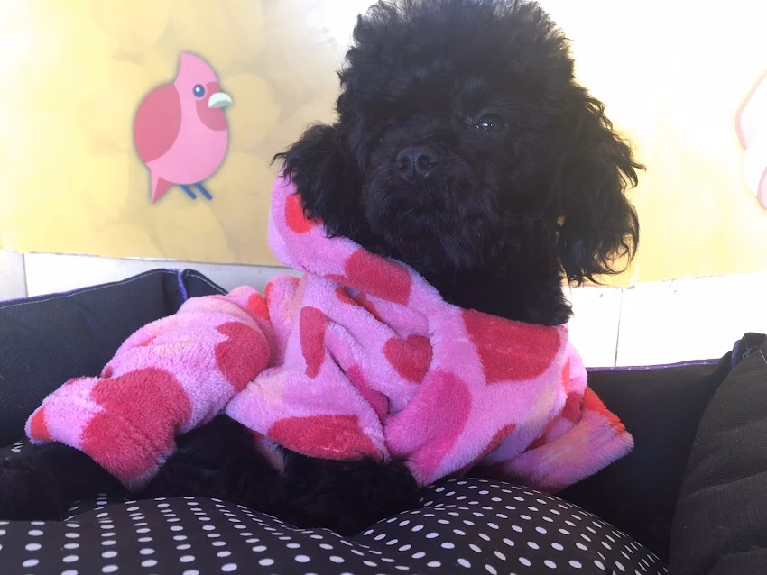 Orcos petshop forrajeria