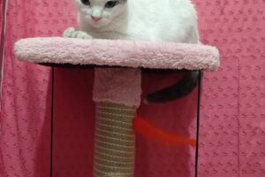 Pachamamaalimentos balanceados