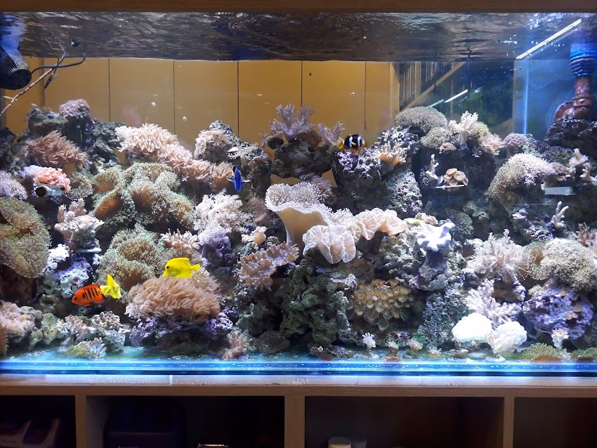 Palacio de la Mascota