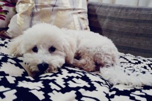 Pancitas Pet Shop y Pelu Canina