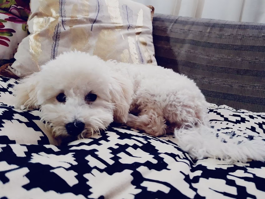 Pancitas Pet Shop y Pelu Canina