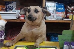 Papitus Pets Alimento para Mascotas